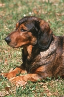 Picture of Alpine Dachsbracke