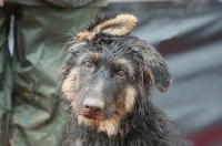 Picture of Alsatian (aka GSD) puppy with floppy ears