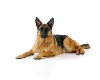 Picture of Alsatian (german shepherd dog) on white background