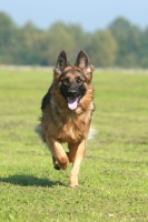 Picture of Alsatian (Germand Shepherd Dog), running
