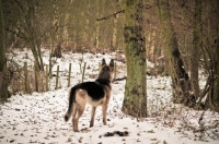 Picture of Alsatian in winter