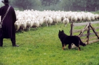 Picture of Altdeutsche Hutehund (aka Old German Sheepdog, Westerwalder) looking at sheep