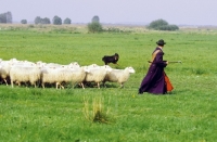 Picture of Altdeutsche Hutehund (aka Old German Sheepdog, Westerwalder) with sheep and shepherd