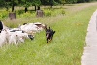 Picture of altdeutscher huetehund kelpie cross