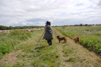 Picture of Altdeutscher Huetehund with shepherd running the border