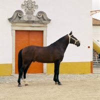 Picture of alter real horse,  guapo, side view of in front of portuguese building