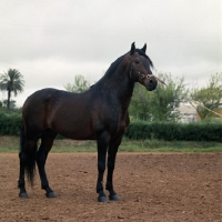 Picture of alter real horse, ansioso, full body