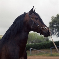 Picture of alter real horse, ansioso, head and shoulder  