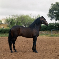 Picture of alter real horse, ansioso, side view