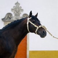 Picture of alter real horse, guapo, head study 