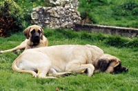 Picture of alvinia, mastiff and puppy lying on grass