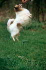 Picture of am, can ch donwenâ€™s razzle dazzle, papillon, jumping up