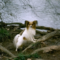 Picture of am, can ch donwen's razzle dazzle, papillon standing up on branch