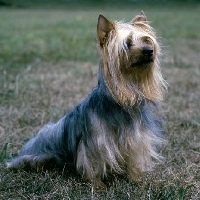 Picture of am ch ackline's gin gin keg o'luck, silky terrier sitting on grass