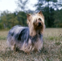 Picture of am ch ackline's gin gin keg o'luck, silky terrier on grass