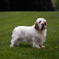 Picture of am ch arrelmountâ€™s nigel of rivendell, clumber spaniel in usa