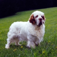 Picture of am ch arrelmountâ€™s nigel of rivendell, clumber spaniel in usa