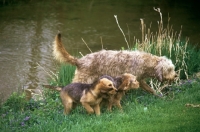 Picture of am ch billekin amanda grizzle, otterhound with pups beside river in usa