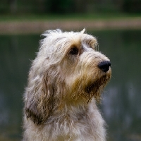 Picture of am ch billekin amanda grizzlet, otterhound head shot