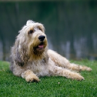 Picture of am ch billekin amanda grizzlet,  otterhound lying on grass by water