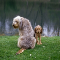 Picture of am ch billekin amanda grizzlet & amy, otterhound and puppy sitting on grass by water