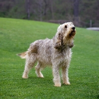 Picture of am ch billekin amanda grizzlet,  otterhound standing in a field