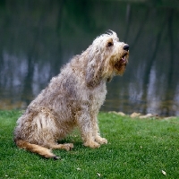 Picture of am ch billekin amanda grizzlet , otterhound sitting beside water