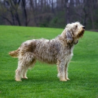 Picture of am ch billekin amanda grizzlet, otterhound standing in a field