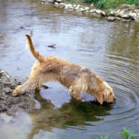 Picture of am ch billikin's ragmuffin otterhound drinking from river bank