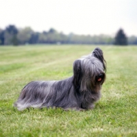 Picture of am ch cragsmoor gotcha good, skye terrier in usa