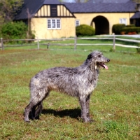 Picture of am ch cruachan barbaree olympian,  deerhound standing on grass