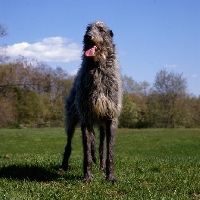 Picture of am ch cruachan barbaree olympian, deerhound standing in a field