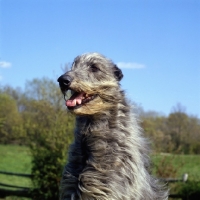 Picture of am ch cruachan barbaree olympian, deerhound head portrait