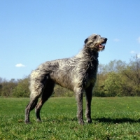 Picture of am ch cruachan barbaree olympian, deerhound standing in a field