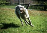 Picture of am ch cruachan barbaree olympian, deerhound galloping towards camera