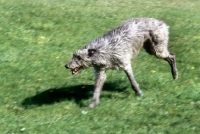 Picture of am ch cruachan barbaree olympian, deerhound,  galloping across field