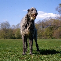Picture of am ch cruachan barbaree olympian, deerhound standing in a field