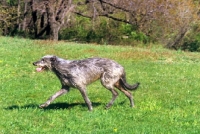 Picture of am ch cruachan barbaree olympian, deerhound, trotting across field