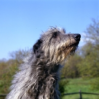 Picture of am ch cruachan barbaree olympian, deerhound portait
