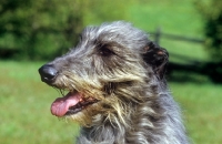 Picture of am ch cruachan barbaree olympian, deerhound, portrait