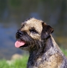 Picture of am ch dickendall's heart breaker, border terrier portrait