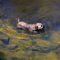 Picture of am ch dickendall's heart breaker, border terrier swimming in water