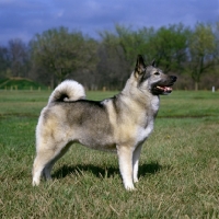 Picture of am ch eagle's celestial charm  norwegian elkhound standing in a field