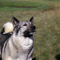 Picture of am ch eagle's celestial charm norwegian elkhound head and shoulder shot