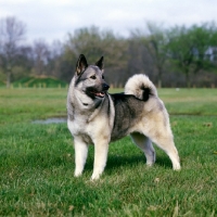 Picture of am ch eagle's celestial charm, norwegian elkhound standing in a field
