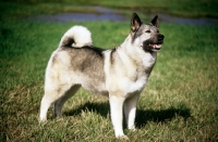 Picture of am ch eagleâ€™s celestial charm, norwegian elkhound