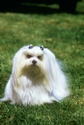 Picture of am ch fable-kathanâ€™s velveteen rabbit, maltese