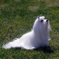Picture of am ch fable-kathan's velveteen rabbit,  maltese in usa sitting on grass