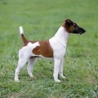 Picture of am ch foxden guardsman,   fox terrier smooth standing on grass
