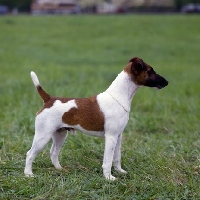 Picture of am ch foxden guardsman, fox terrier smooth standing on grass
